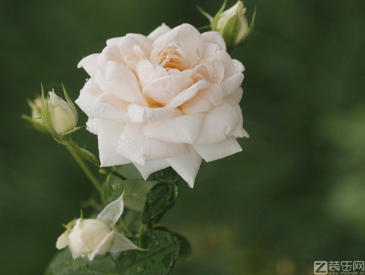 月季花的栽培