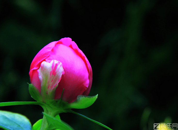 芍药种植