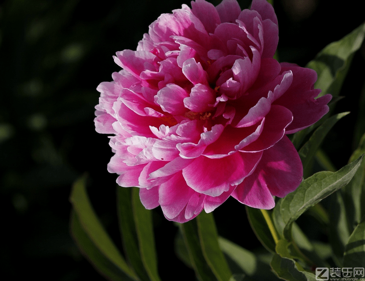 芍药花如何种植