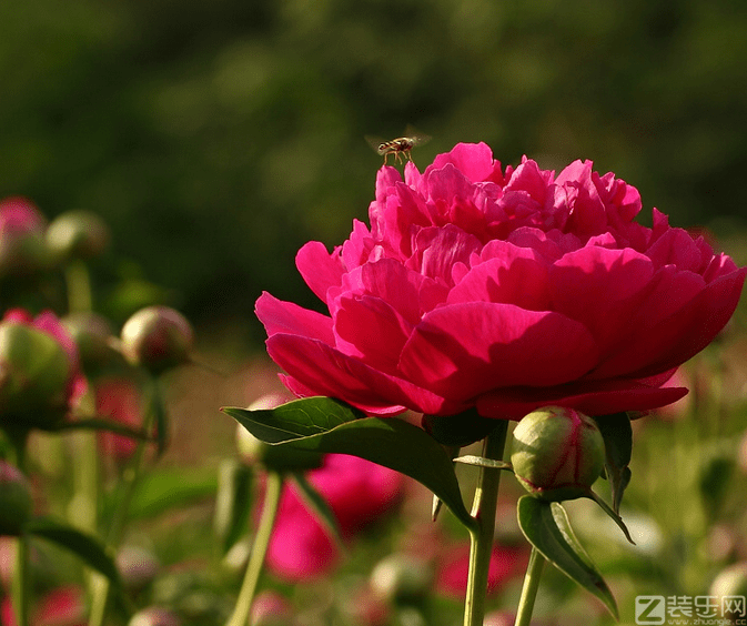 芍药花怎么养