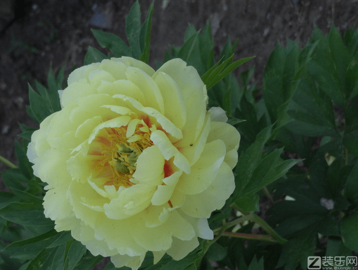 芍药花如何种植