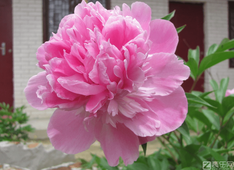 芍药花如何种植