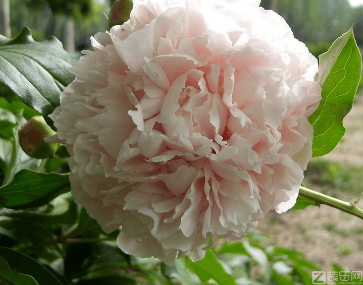 芍药花怎么养