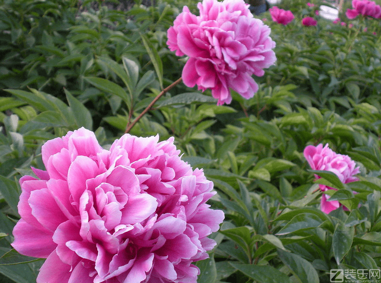 芍药花什么时候开