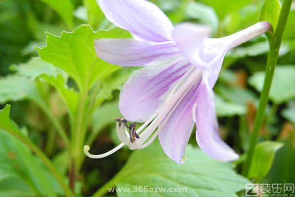 玉簪花四季管理要点,花百科